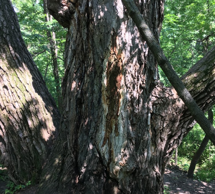 Big Cottonwood Tree in Minnesota (Watson,&nbspMN)